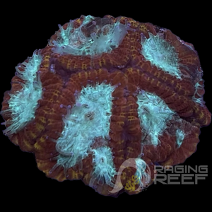 Favia frag