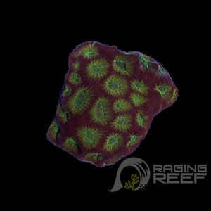 Favia Frag Citron Épicé