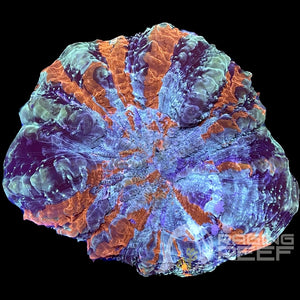 Acanthophyllia