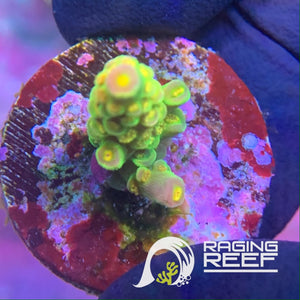 Walt Disney Acropora frag