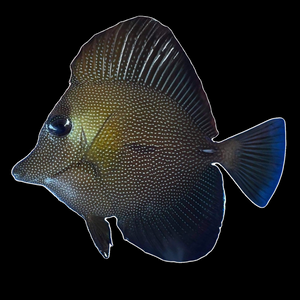 Scopas tang