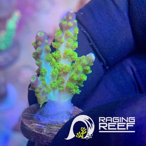 RR Marvin the Martian Acropora frag