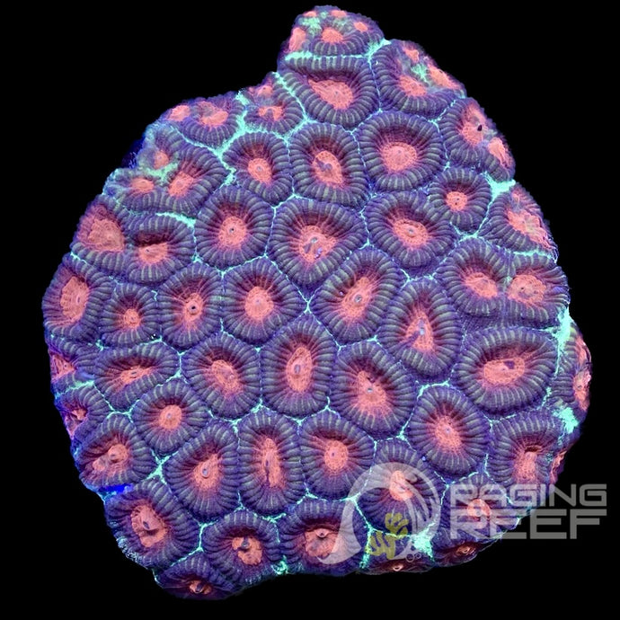 Favia Colony