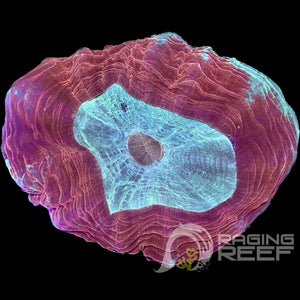 Acanthophyllia
