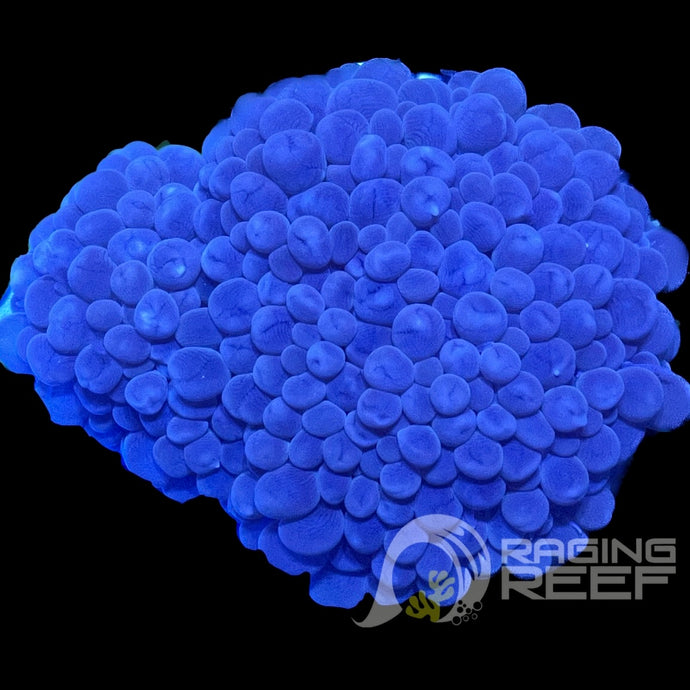 Bubble coral