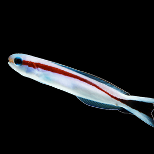 Red skunk Tilefish
