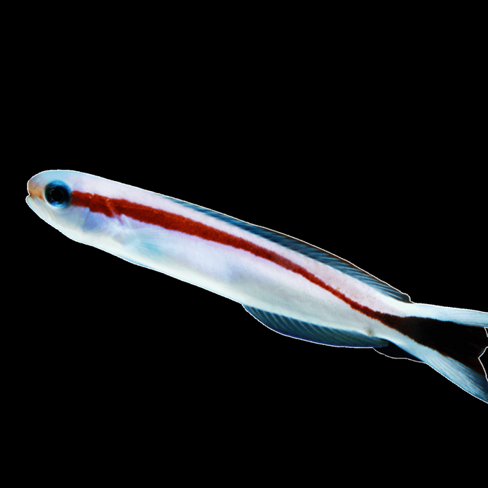 Red skunk Tilefish