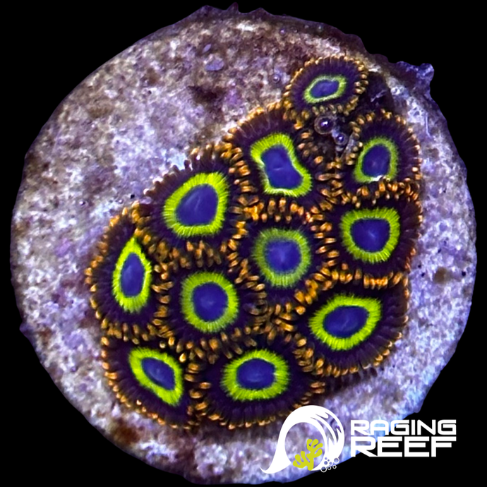 Fruitloops zoas
