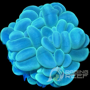 Bubble coral