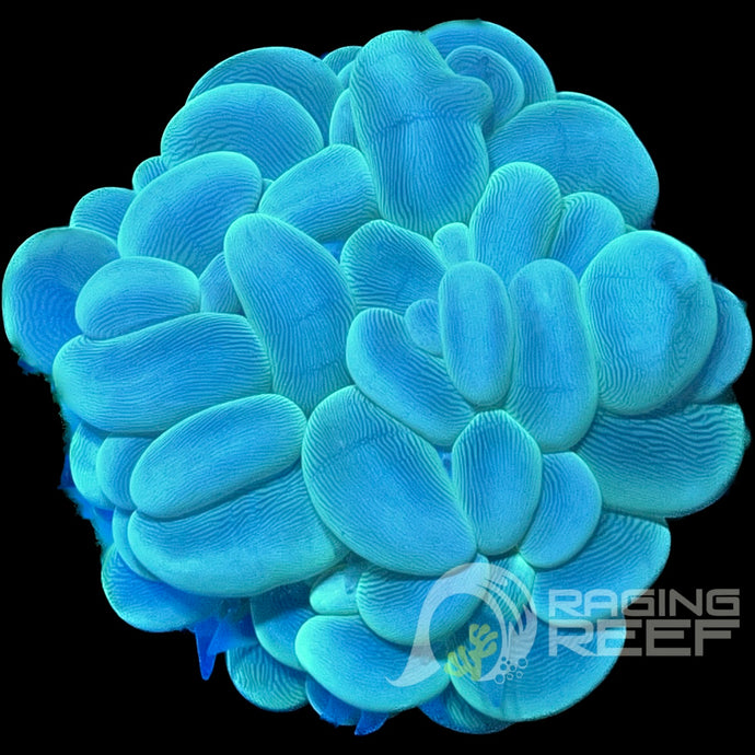Bubble coral