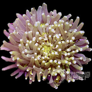Heliofungia ultra Yellow Plate