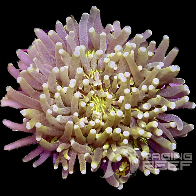 Heliofungia ultra Yellow Plate