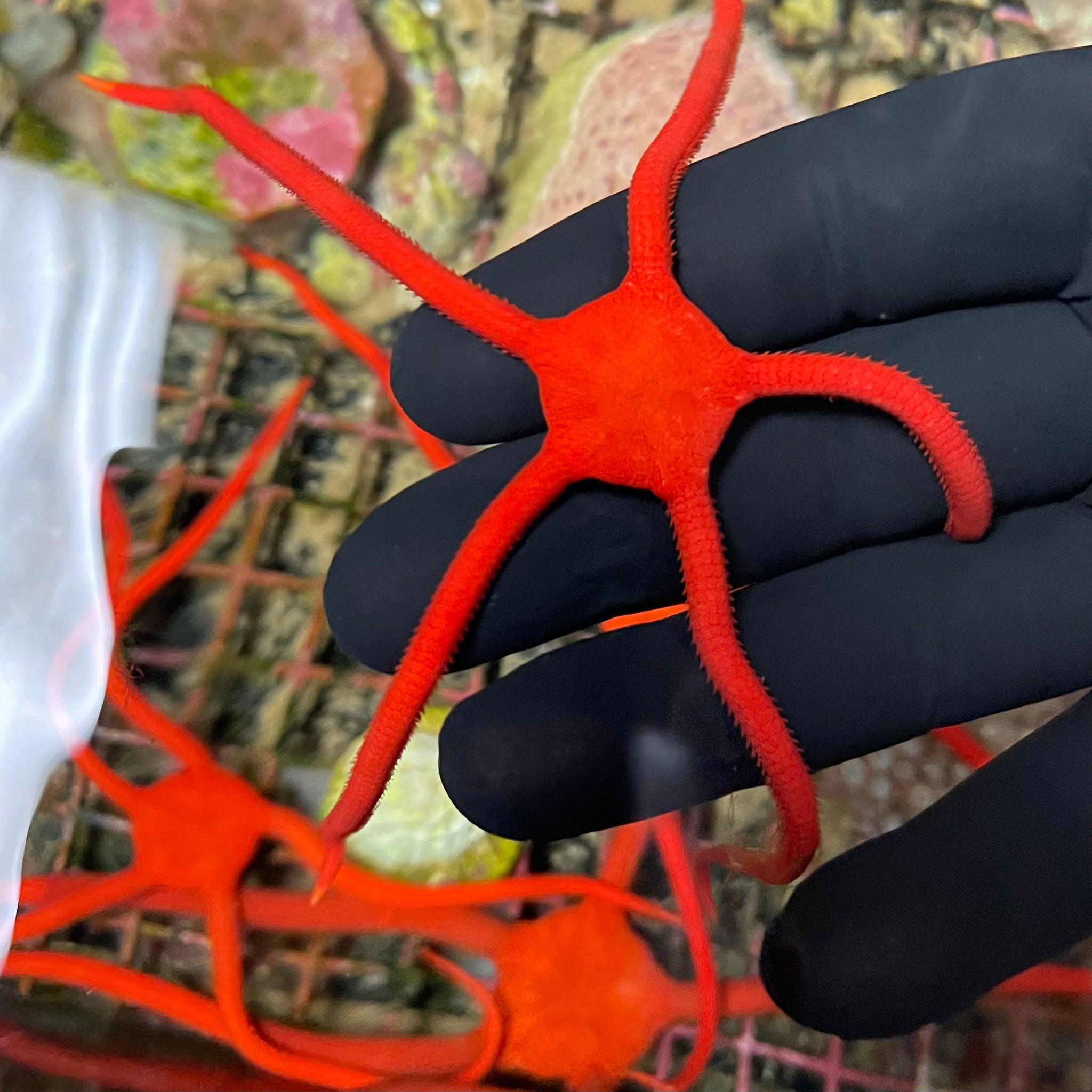 Fire engine red Serpent Starfish Raging Reef