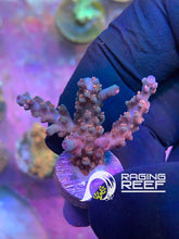 Load image into Gallery viewer, Pacific Chaos Acropora frag
