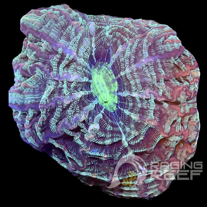 Indophyllia
