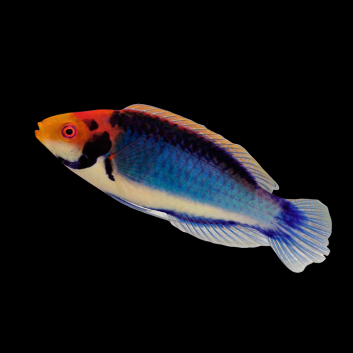 Solorensis Wrasse