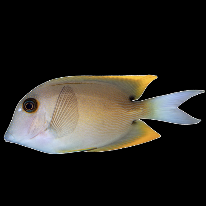 Tomini Tang
