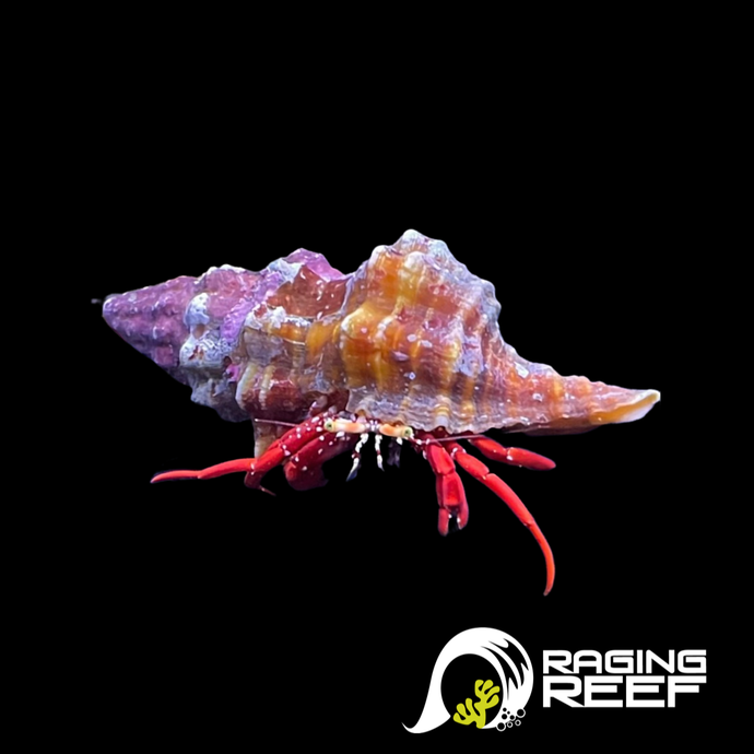 Scarlet Hermit Crab