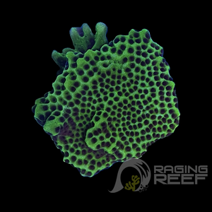 Montipora Confusa