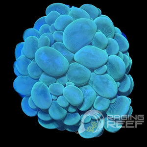 Bubble coral
