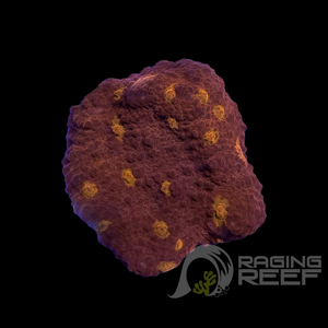 Golden Eye Chalice Frag