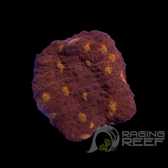 Golden Eye Chalice Frag