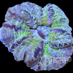 Acanthophyllia