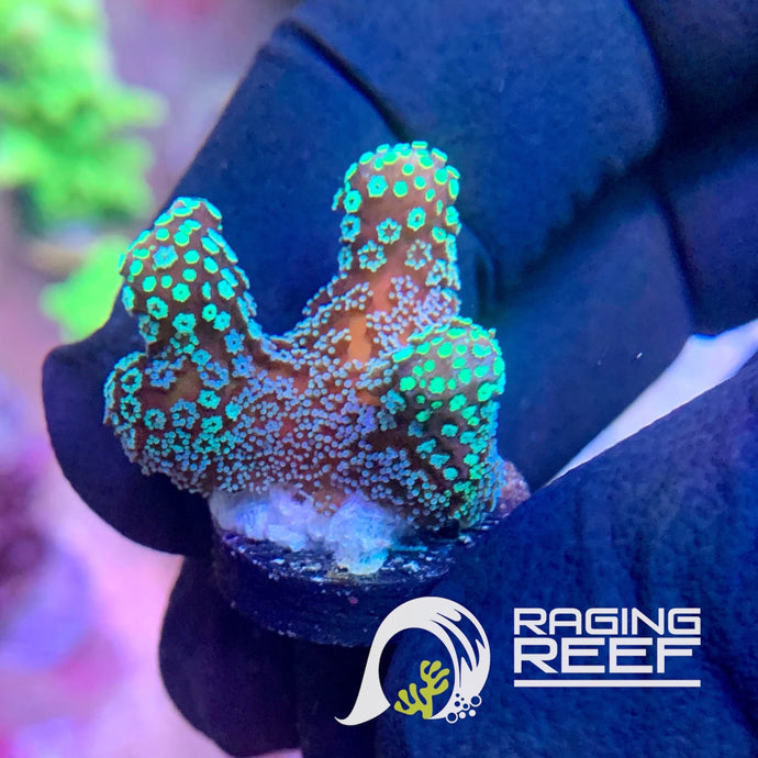 Rainbow Stylophora frag