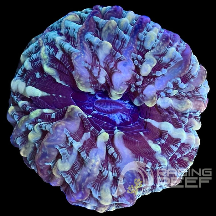 Indophyllia