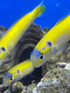 Yellow Tilefish
