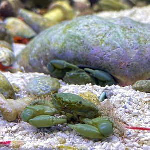 Emerald Crab