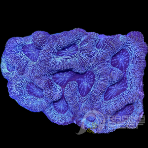 Blue Scribbled Bowerbanki
