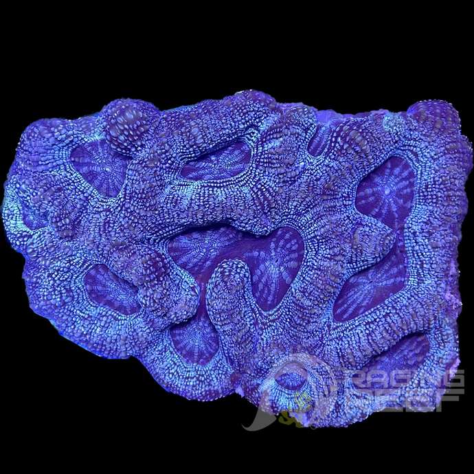 Blue Scribbled Bowerbanki