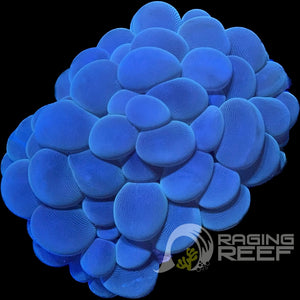 Bubble coral