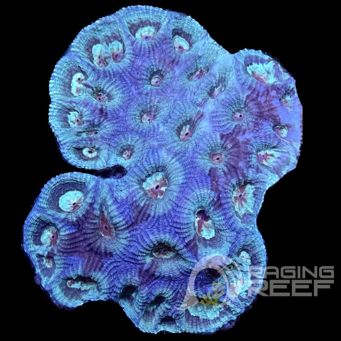 Favia Colony
