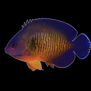Ange de beauté corail