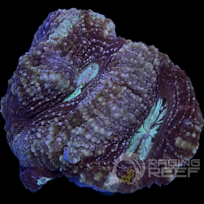 Tricolor Bowerbanki