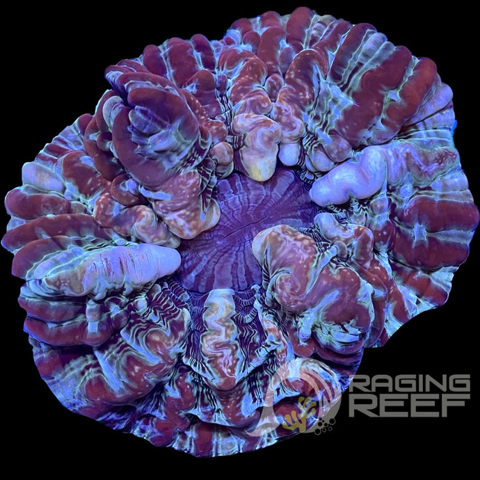 Indophyllia