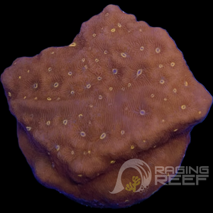 Speckled Red Cyphastrea