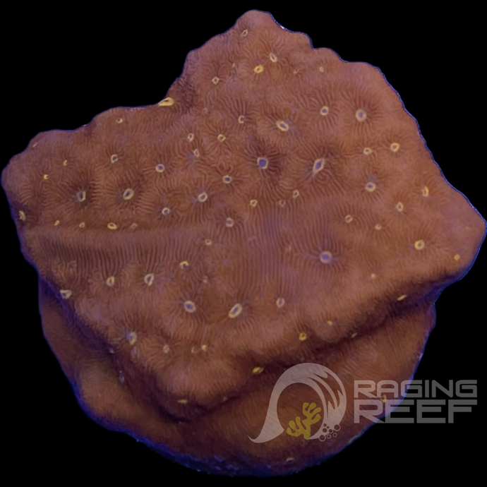 Speckled Red Cyphastrea