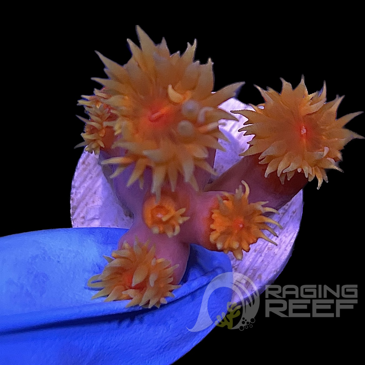 Firecracker Frag – Raging Reef