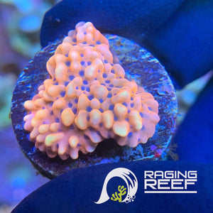Phoenix flamboyant Montipora