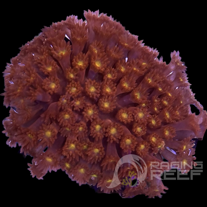 Yellow Center Gonio frag