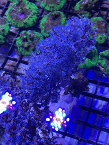 Blueberry Seafan