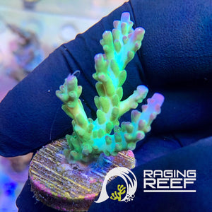 Pearlberry Acropora frag