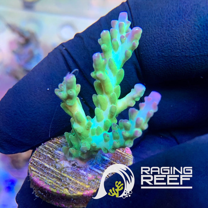 Pearlberry Acropora frag