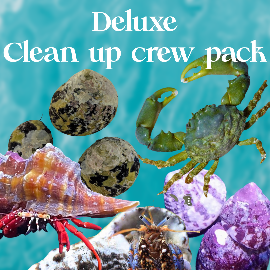 Clean Up Rcrew Deluxe Clean up Crew Pack – Raging Reef