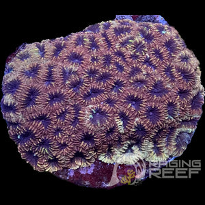 Favia Colony