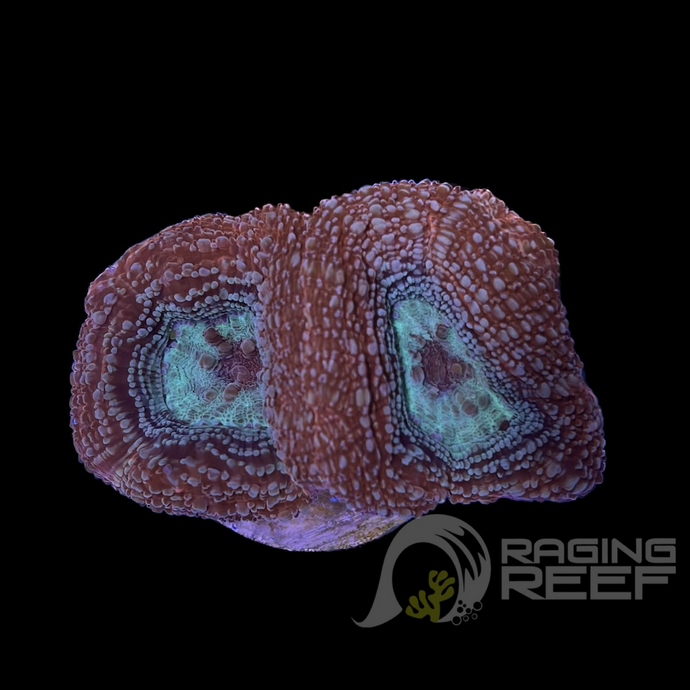 Bowerbanki bicolore