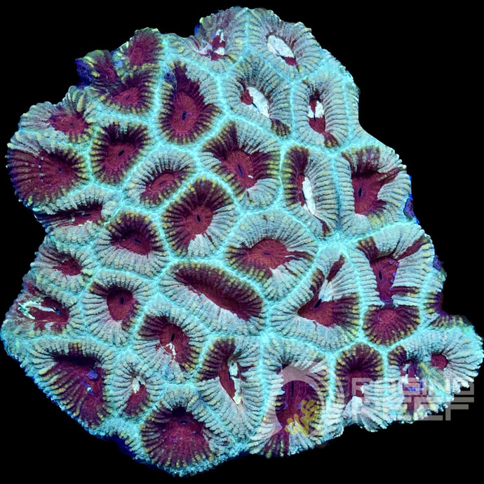 Favia Colony